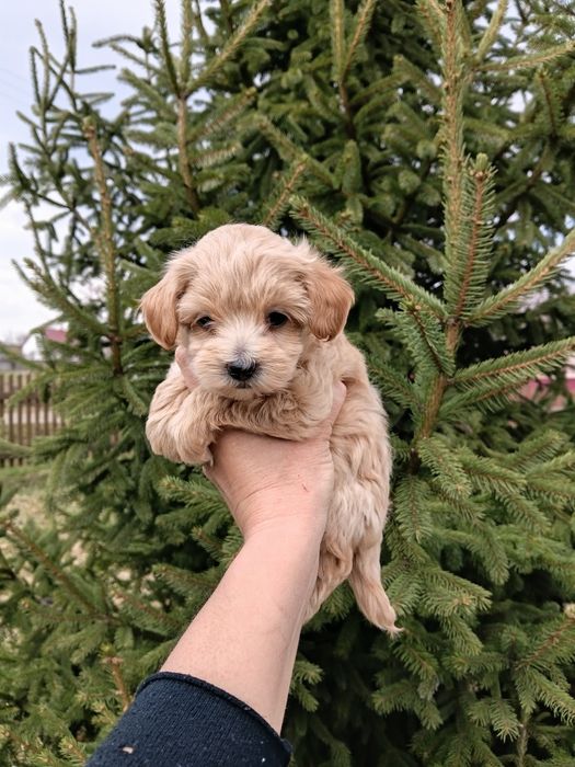 Мальтіпу 3 мальчіка і 1 девочкі