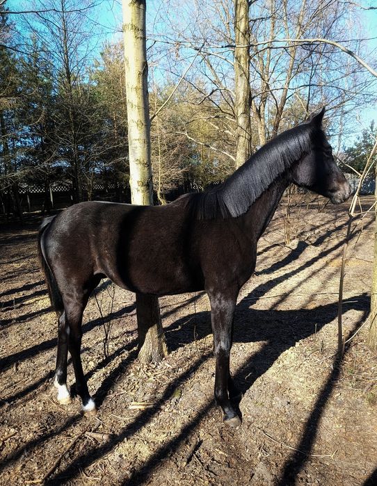 Sprzedam Ogierka skokowego po Cascado