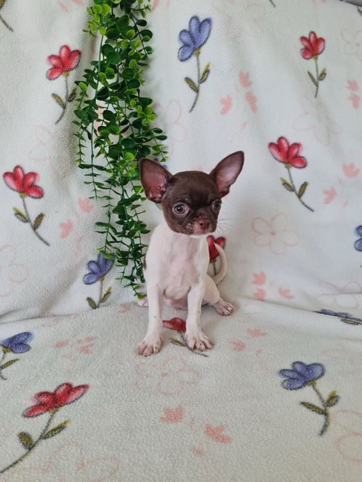 Excelente mini menina Chihuahua/Chiuaua LinhagemRussa de Qualidade