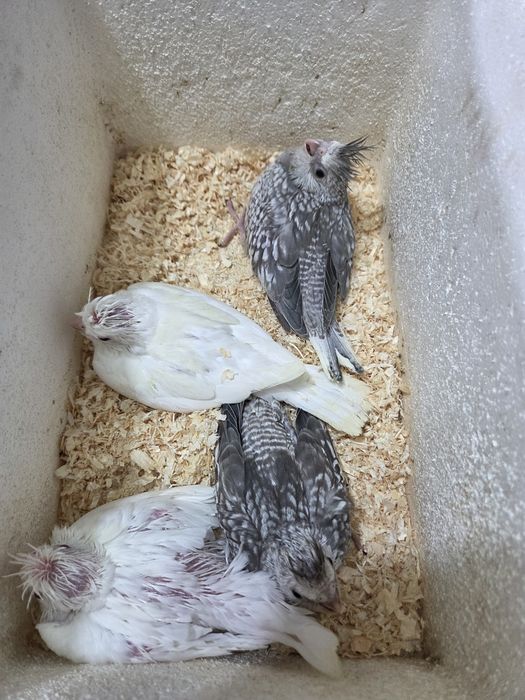 Caturras bebés para criar a mão