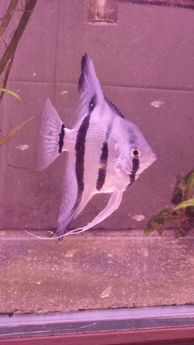 Escalares Blue Néon (acará bandeira azul neon)