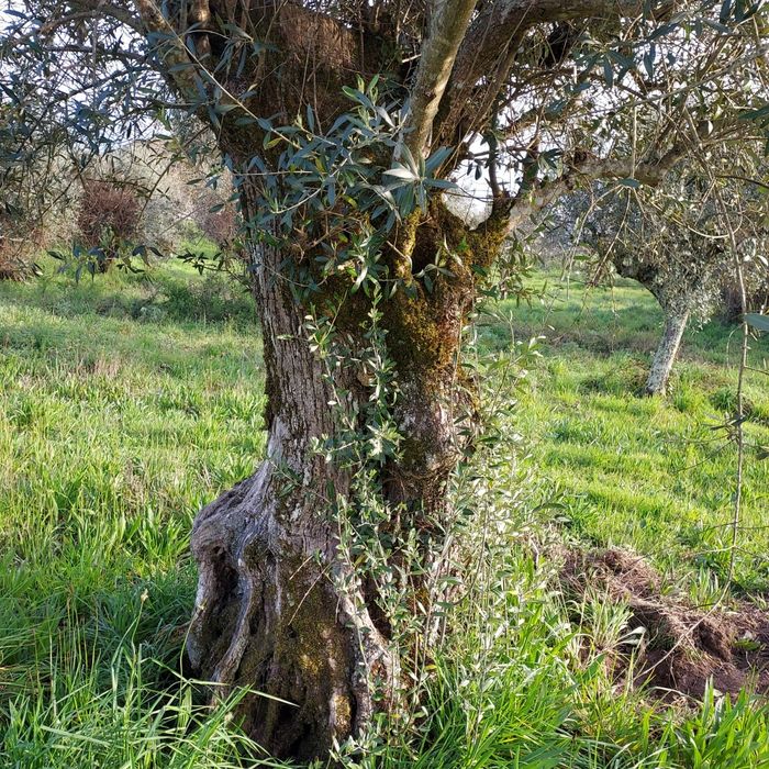 Oliveiras centenárias para jardins