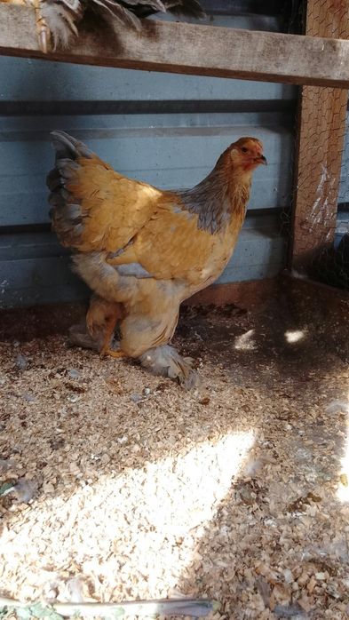 Brahmas perdiz,e wyandotte