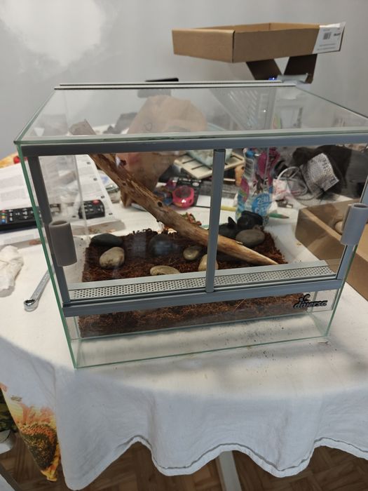 Straszyk australijski (larwy L1, jajka gratis)