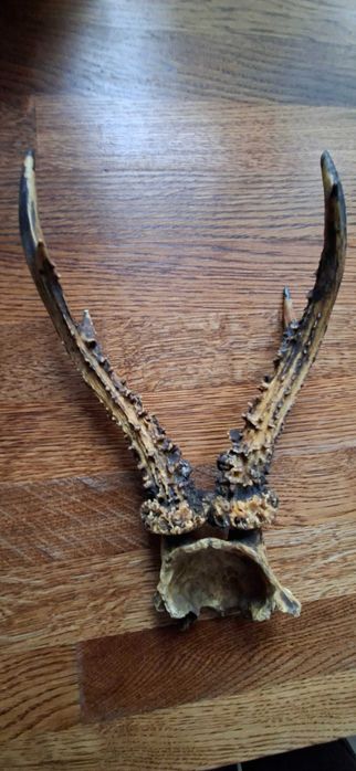 Rogi koziolka z czaszką