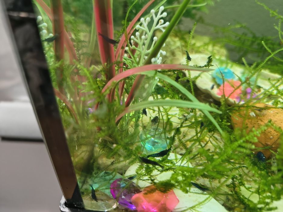 Troco camarões e caracóis de aquário por peixes