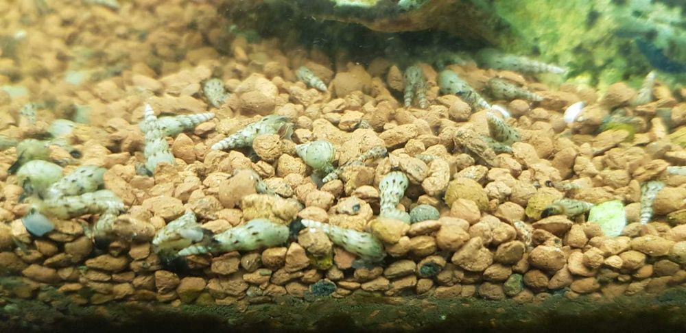 Ślimaki świderki - Melanoides tuberculata 10szt - 5zł