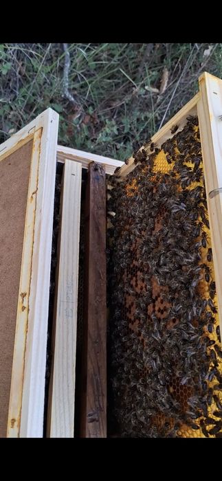 Apicultura - Retiro Enxame de Abelhas ( sem custos )