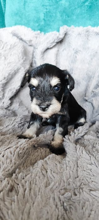 Sznaucer miniaturowy czarno-srebrny