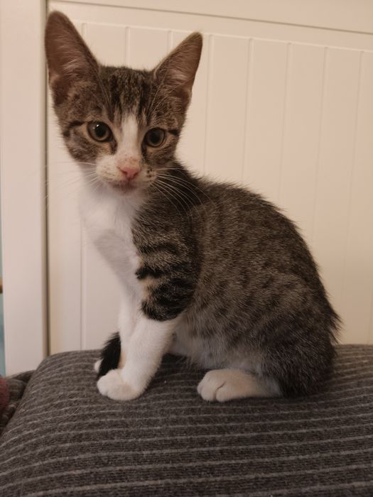 Malutki Sosik szuka domu ! Adopcja