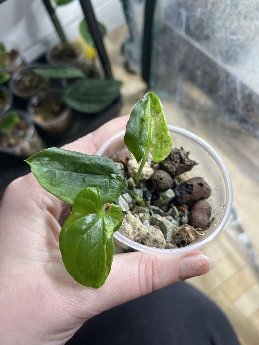 Syngonium mottled mojito
