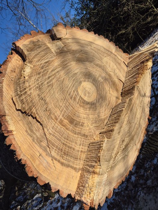 Dąb świeżo ścięty