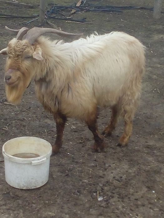Продам козла..срочно..