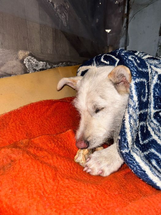 Шукає дім хлопчик білого кольору