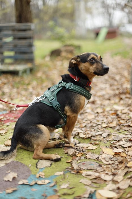 4-letni pies do adopcji