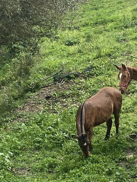 poldra com 12 messes