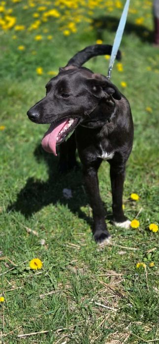 Labrador mix Grzybek -szuka domu schronisko Zgierz -akltualne