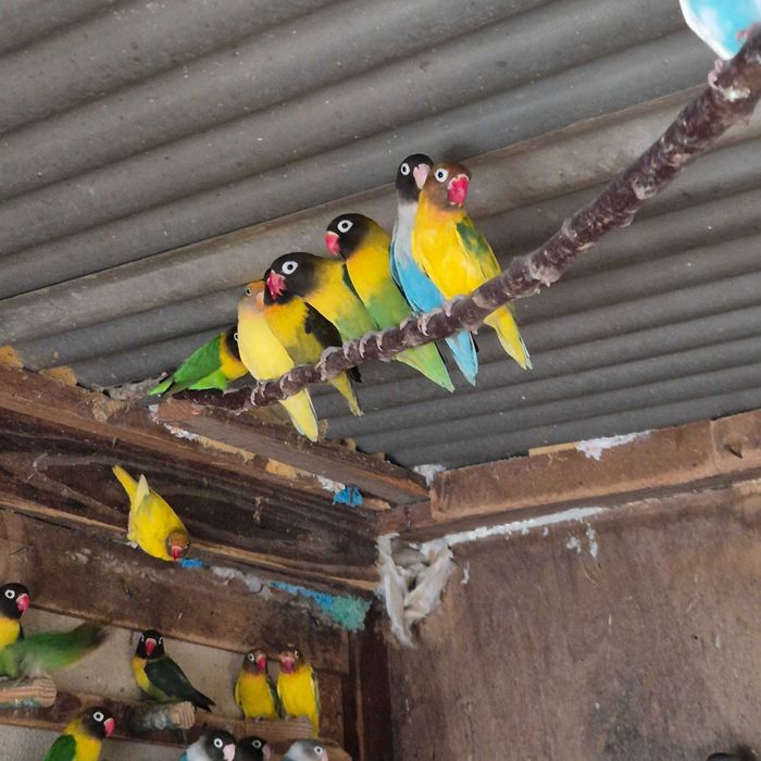 Agapornis fischeri, personatas e roseicollis