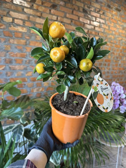 Олива, каламондин цитрус мандарин