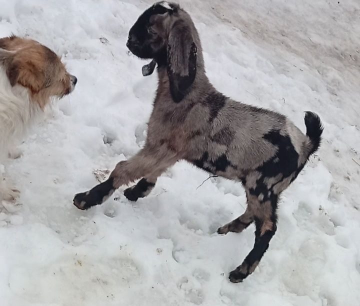 Англонубийский козлик,козел