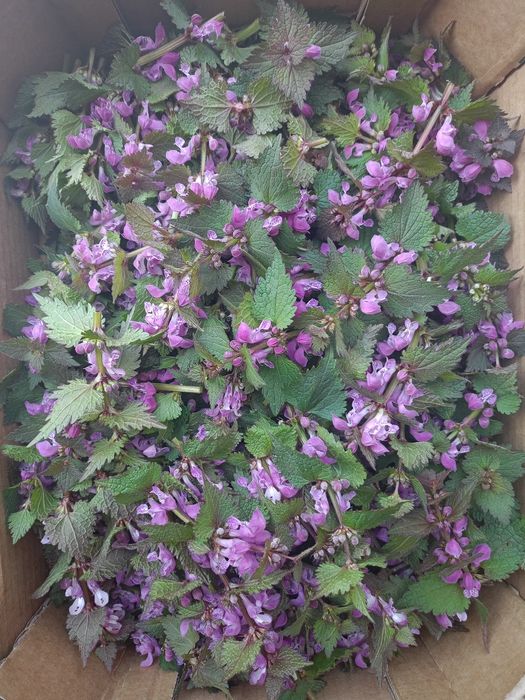 Jasnota purpurowa