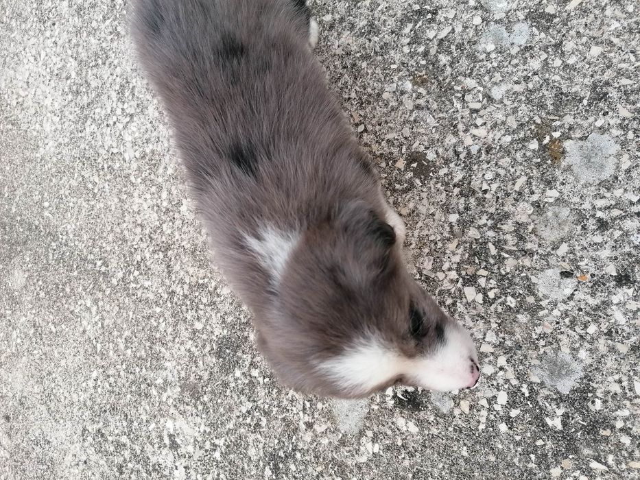 Fêmea Border Collie LOP/RI