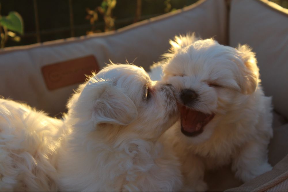 Чисткровні цуценята мальтійської болонки