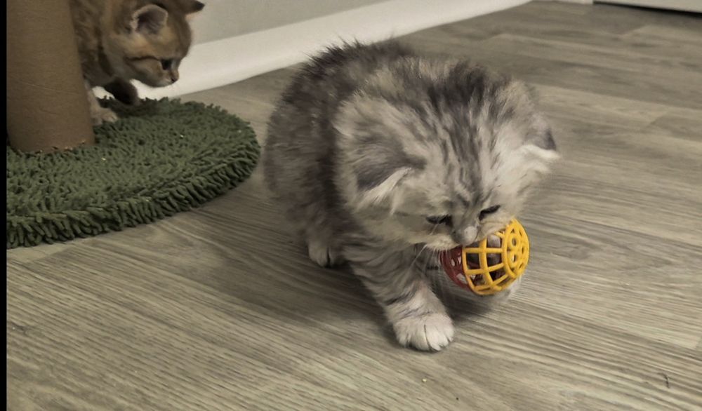 Вислоухие шотландские котята, девочка и мальчик