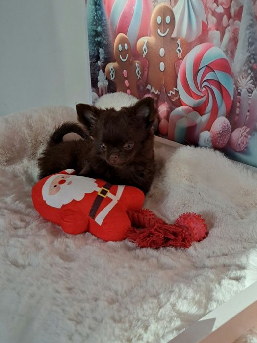 Czekoladowy piesek Chihuahua