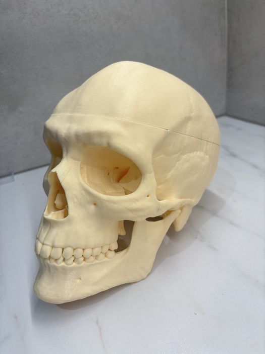 Model anatomiczny czaszki - do nauki anatomii