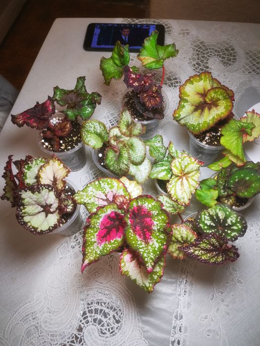 Декоративно-лиственные бегонии.