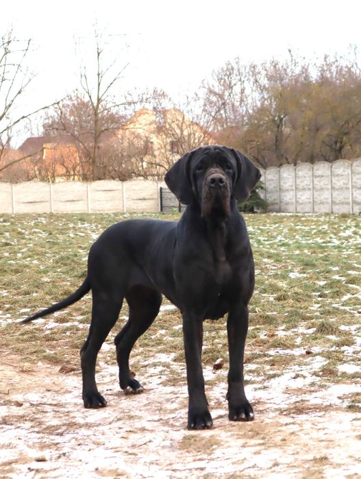 Suka Dog Niemiecki hodowla La Componella FCI suka bardzo mocna ZKwP