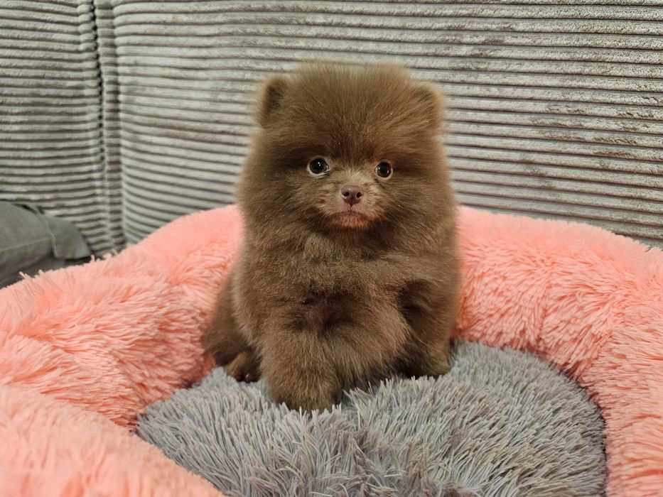 Szpic liliowy  piesek