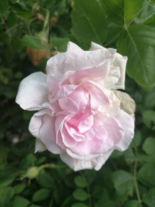 Syrop z płatków dzikiej róży