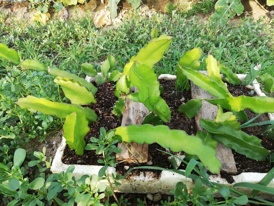 Mudas de Pitaya polpa vermelha e branca