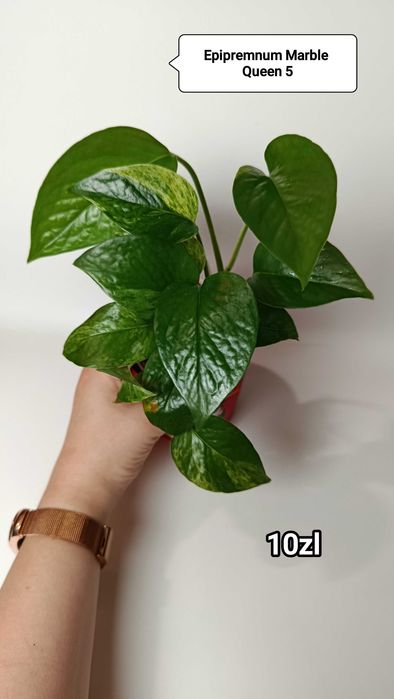 Zestaw dla Ewy epipremnum