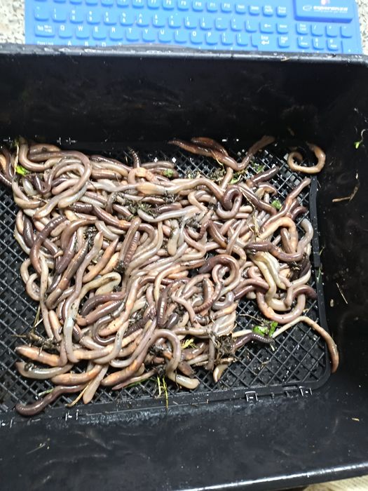 Rosówka premium XXL wkład termiczny