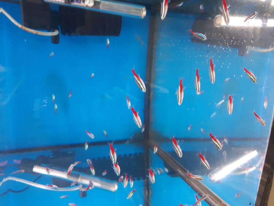 Neon Innesa XXL ryba