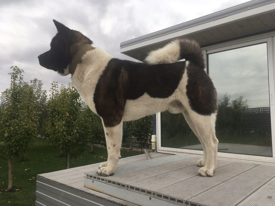 Американська АКІТА хлопчик вязка