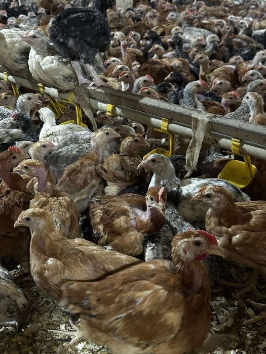 Продам качки , кури,гуси , бройлери , курчата