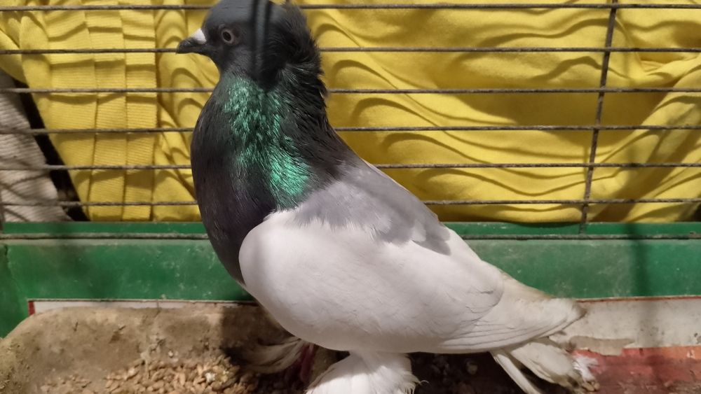 Gołębie ozdobne murzyny