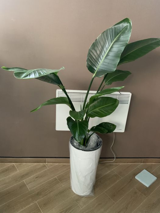 Стреліція   1висота.  1,80 на подарок