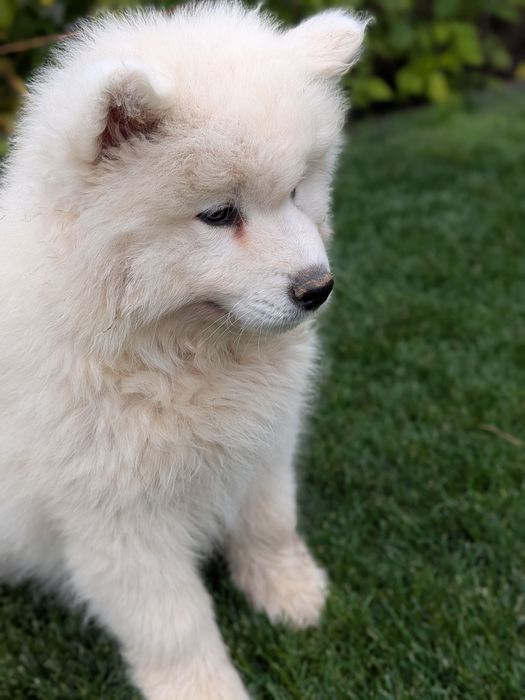 Śliczny Samoyed samiec