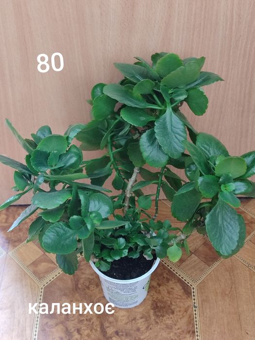 Вазони ціни на фото