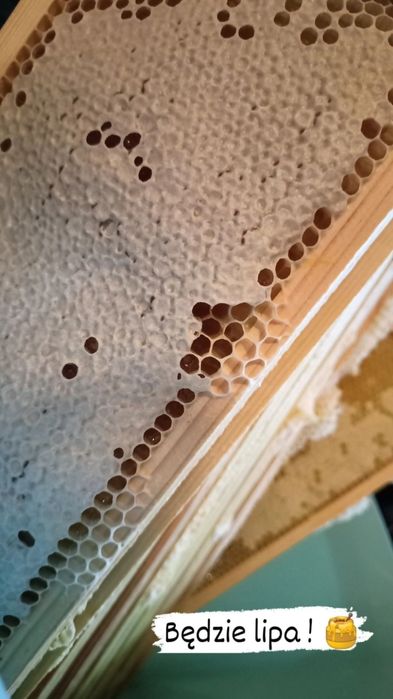 Miód lipowy z wysyłką z własnej pasieki