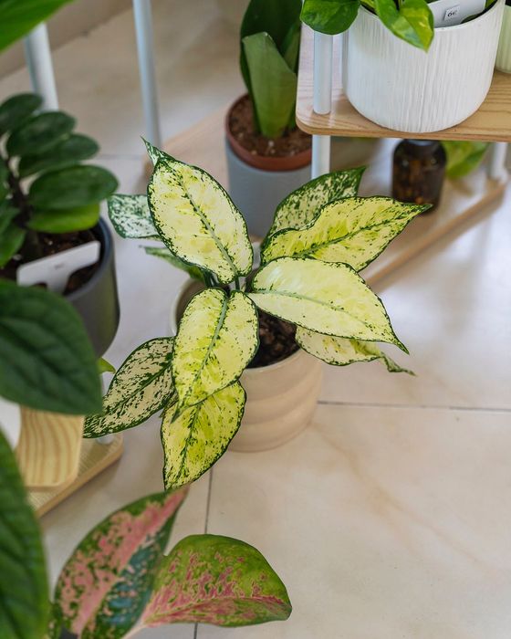 Plantas Interior (Monstera, Philodendron, ect)