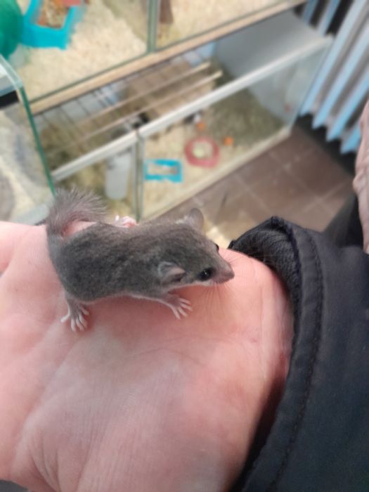 Popielice afrykańskie  młode