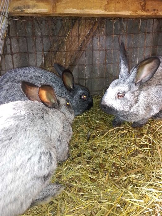 Продам кролі кролики