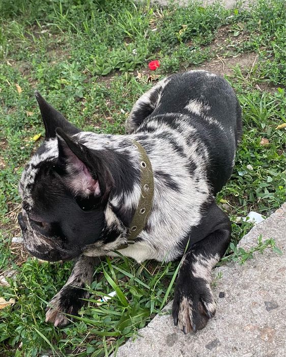 Шикарный мальчик Французик Арлекин дарк мерль ждет дам НА ВЯЗКУ!