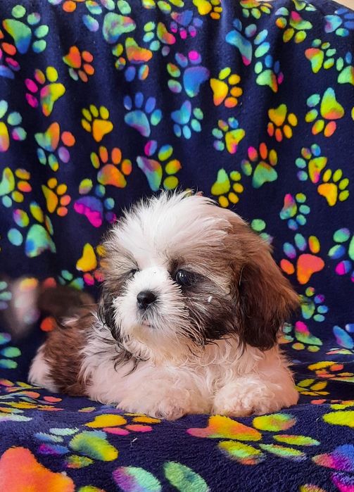 Девочка ши-тцу готова к продаже